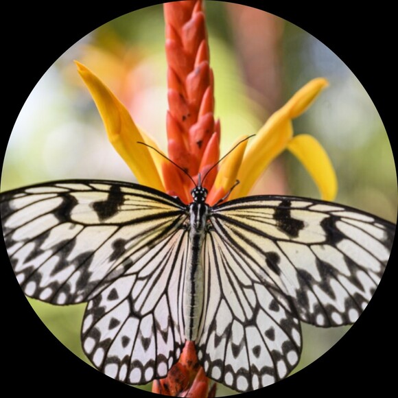 monarchh_4123